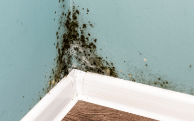 Here’s Why You Need Mold Inspection Urgently!!